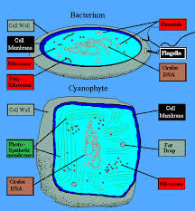 In multicellular organisms, cilia function to move a cell or group of cells or to help. Chapter 1 Types Of Cells