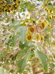 Image result for Combretum sp. A