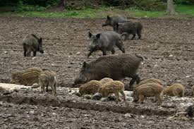 Männliche wildschweine sind, mit ausnahme der paarungszeit, einzelgänger. Wildschwein Sudtiroler Jagdportal