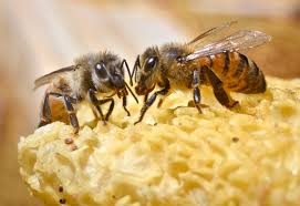 Enter your zip code & get started! Santa Barbara S Bee Whisperer The Santa Barbara Independent