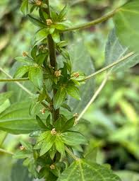 Image result for Acalypha polymorpha