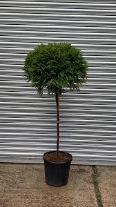 Check spelling or type a new query. Cryptomeria Globosa Nana 1 2 Standard Caragh Nurseries