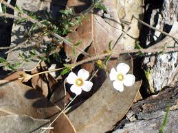 Image result for Mitrasacmopsis