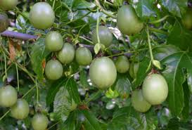 Espaliered trees are trained against a wall or structure and pruned so they grow flat against. Go Gardening Helping New Zealand Grow Garden Inspiration Tips And Advice From The Expert