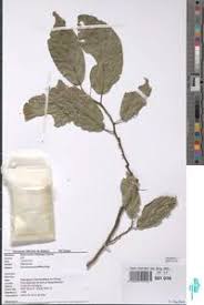 Image result for Strombosia scheffleri