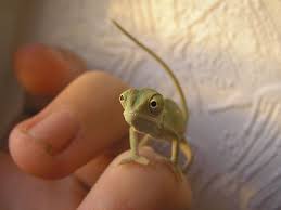 115 Chameleon Babies That Will Make You Fall In Love With Lizards Baby Chameleon Jackson Chameleon Chameleon