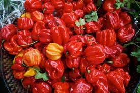 A dried chorizo that contains no hot peppers. Chili Red Scotch Bonnet Chilisamen