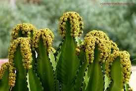 Image result for Euphorbia candelabrum