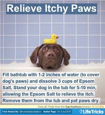 Relieve Itchy Paws Lifetricks Itchy Dog Dog Remedies Pet Hacks