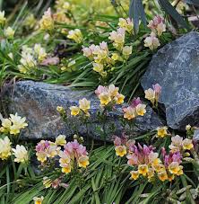 Freesia Caryophyllacea Plants Perennial Plants Freesia
