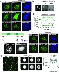 Biomolecular condensate coassembly of nArgBP2 with CaMKIIα and rapid...