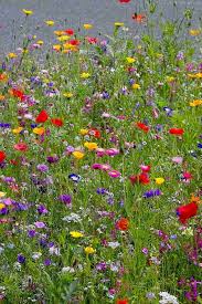 Magerrasen Trockenrasen Wiesenblumen Samenmischung In 2020 Wiesenblumen Wildblumen Wildblumen Wiese