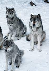 Wolf Pack By Scuba Lola Wolf Spirit Animal Wolf Dog Wolf Husky