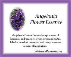 Angelonia Flower Essence Nature S Remedies Flower Essences Natural Remedies Flower Remedy