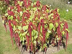 Image result for Amaranthus thunbergii