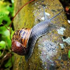 Diese Schone Weinbergschnecke Habe Ich Heute Entdeckt Vielleicht Mag Sie Ja Ein Paar Meiner Wuchernden Ackerwinden F Ackerwinde Weinbergschnecke Schnecken