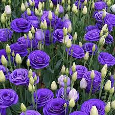 Image result for eustoma Balboa