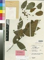 Image result for Baissea leontonori