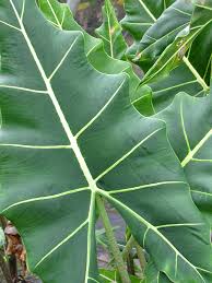 Check spelling or type a new query. Alocasia Sarian Elephant Ear Plant In 4 Pot Kens Philodendrons