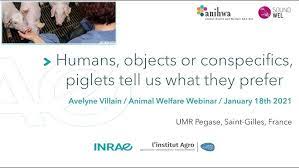 The two wells of the three horizontal wells have sidetracking due to sticking, only one horizontal well was drilled successfully, so it illustrates the. Avelyne S Villain Humans Objects Or Conspecifics Piglets Tell Us What They Prefer Youtube