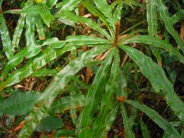 Image result for Oleandra