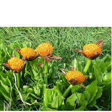 Image result for Scadoxus puniceus