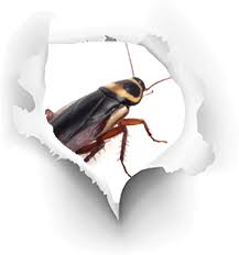 Home pros pest control is a full service, family owned and operated company located in palm beach county. Well S Termite Pest Control Llc Serving Lee Collier Counties Fl