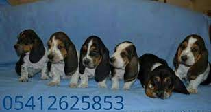 basset hound yavrusu 05412625853 base kopek yavru kopek