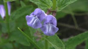 Image result for Scutellaria schweinfurthii