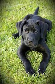 Great dane pointer mix puppies goldenacresdogs com. Black Lab Great Dane Mix Puppies For Sale Petsidi