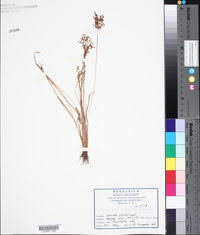 Image result for Fimbristylis complanata