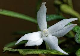 Image result for Aerangis kirkii