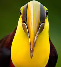 Pin By Serap Essiz On Nature In 2020 Beautiful Birds Pretty Birds Funny Birds