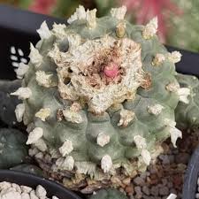 Image result for Loxodera caespitosa