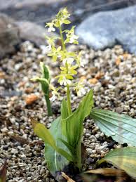 Image result for Calanthe