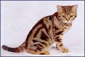 Orange tabby cat running full speed across red sand. American Shorthaired Cat Breed Information And Pictures