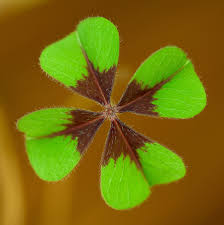 Image result for Oxalis tetraphylla
