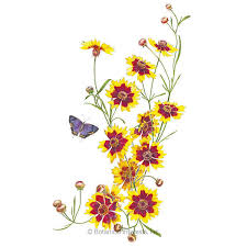 Image result for Centemopsis