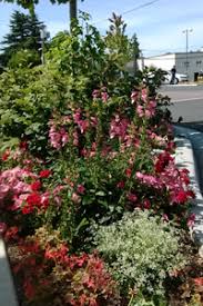 Pests out wa domestic & commercial pest solutions. Parks Pest Management City Of Edmonds Wa