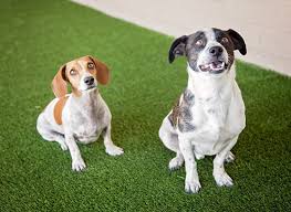 B&q clearance event is now on. Pet Friendly Flooring Buying Guide