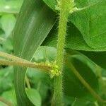 Image result for Pouzolzia guineensis