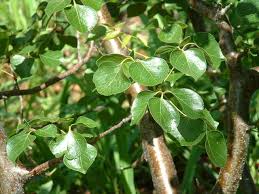 Image result for Commiphora mossambicensis