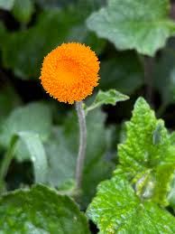 Image result for Crassocephalum vitellinum