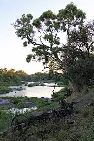 Image result for Philenoptera