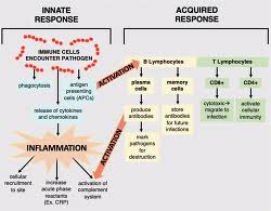 Image result for Neonatal Sepsis