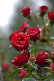 ✅ homelook.it è una grande piattaforma per interior design in italia che facilita la ricerca dei mobili, accessori e complementi d'arredo. Red Roses Rose Belle Coltivare I Fiori Bellissimi Fiori
