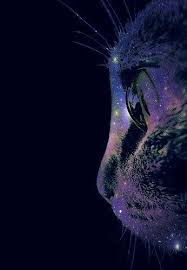 Must Be Meow Space Cat Sevimli Kediler Warrior Cats
