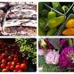Clarksburg Farmers Market @ The Clarksburg Yard