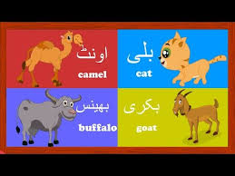 English/ transliteration / urdu/ hindi. Learn Animal Names In Urdu And More Ø¬Ø§ÙÙØ± Ú©Û' ÙØ§Ù Urdu Kids Rhymes Collection Youtube Rhymes For Kids Rhymes Learn English Words