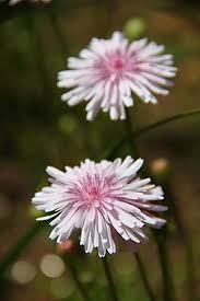 Image result for Crepis urundica